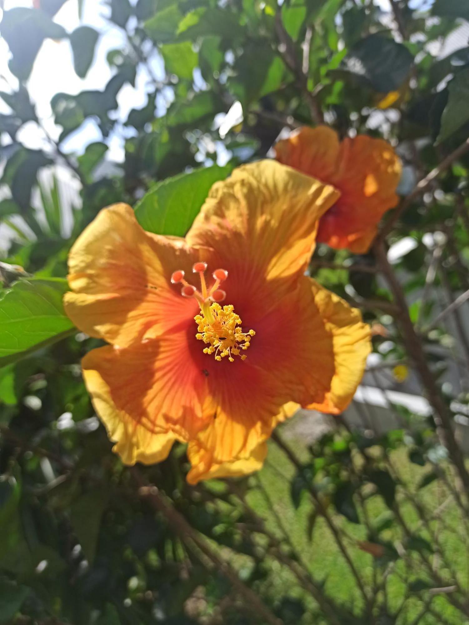 Hibiscus Garden Hotel Santa Catalina Eksteriør billede