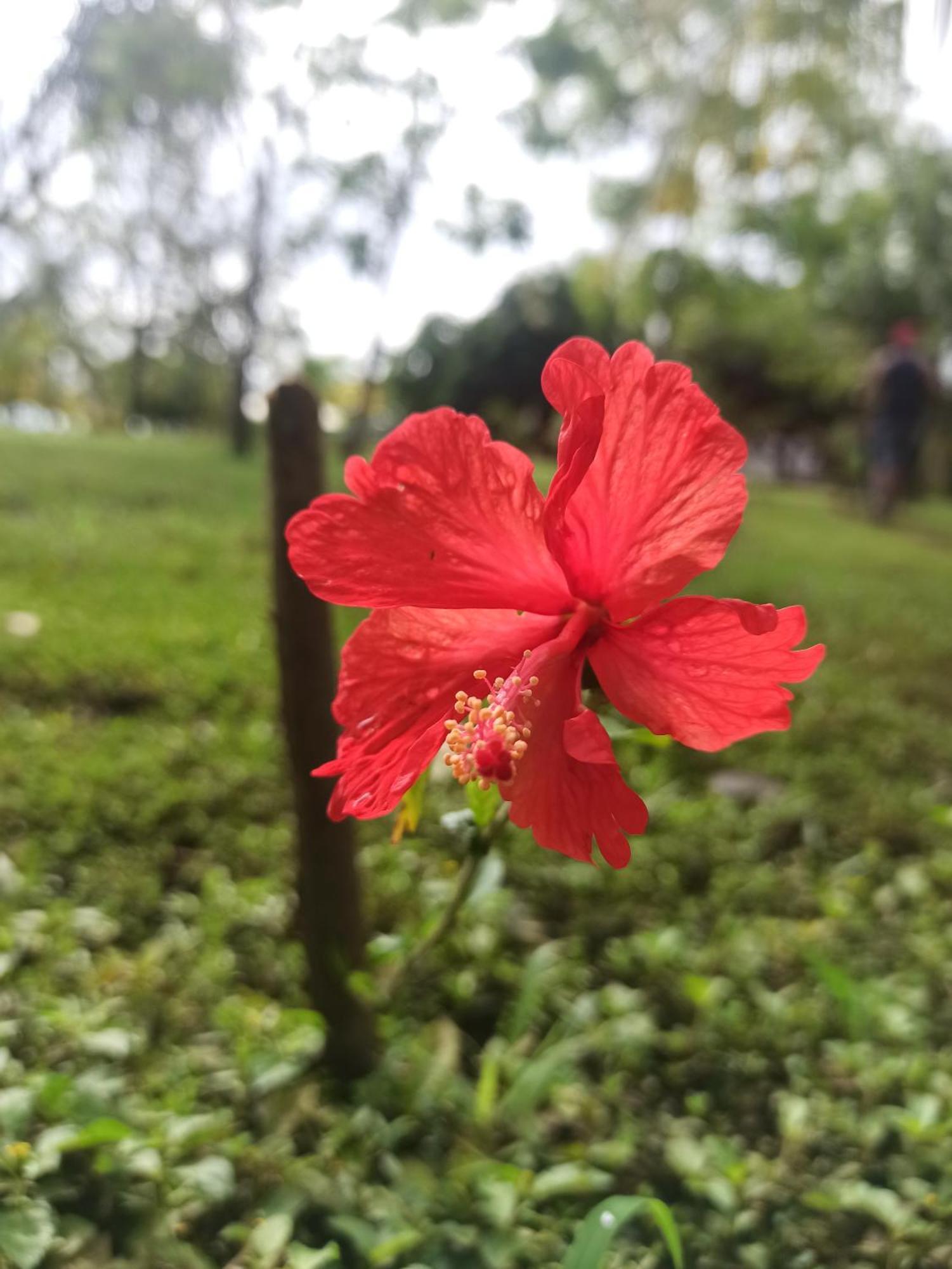 Hibiscus Garden Hotel Santa Catalina Eksteriør billede